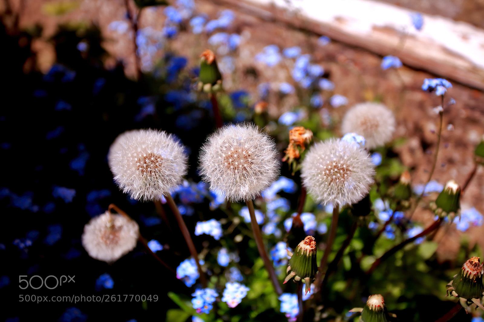 Canon EOS 5D Mark II sample photo. Dandelions  photography