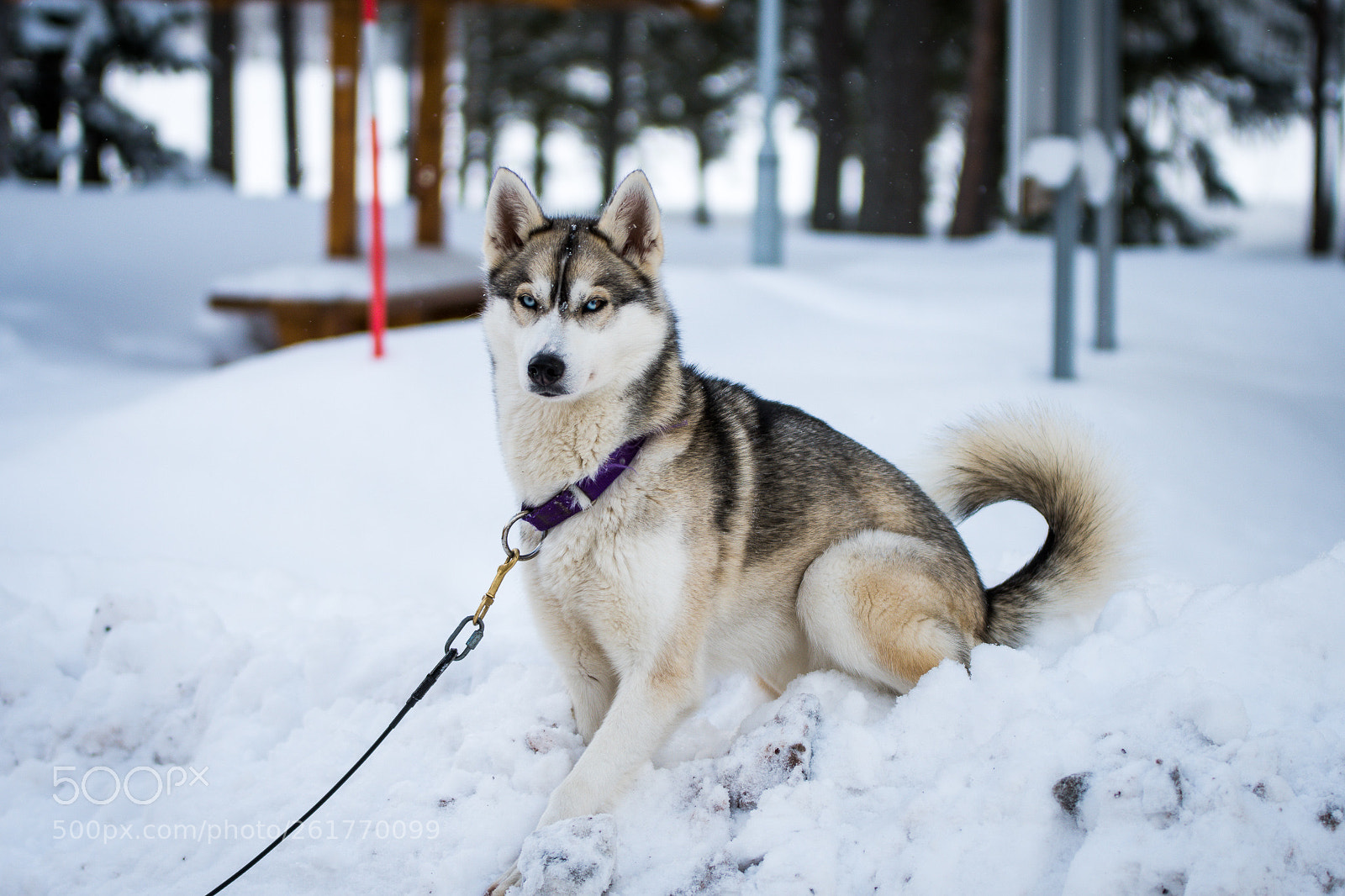 Nikon D500 sample photo. Siberian husky photography