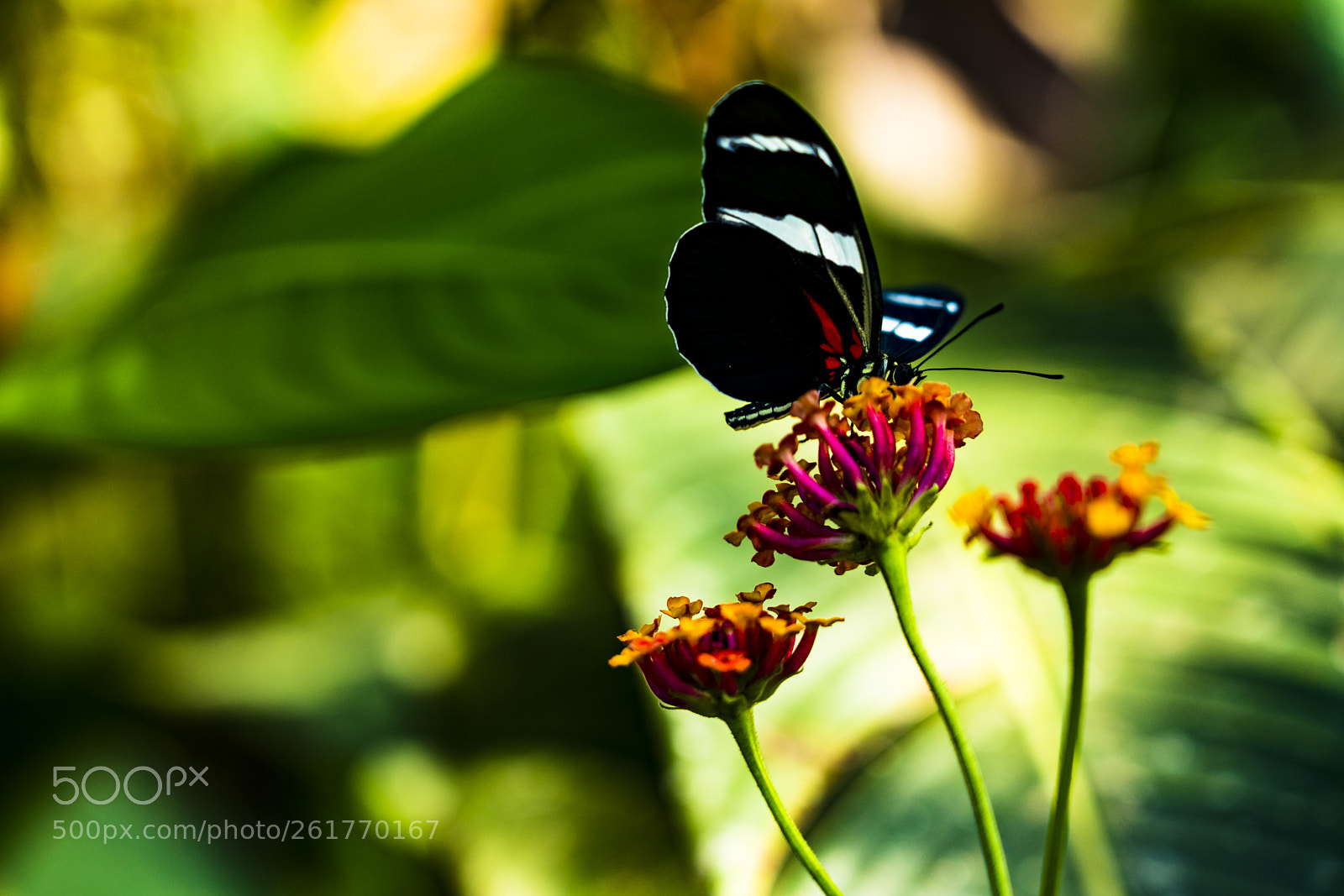 Sony a7R III sample photo. Beautiful black red butterfly photography