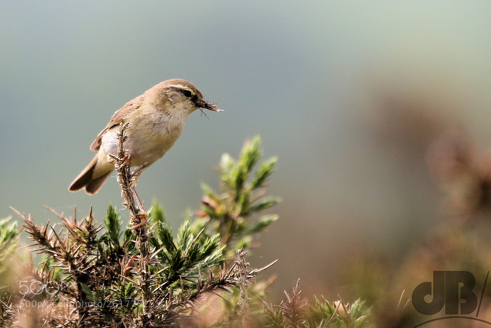 Canon EOS 6D sample photo. Brecon willow warbler photography