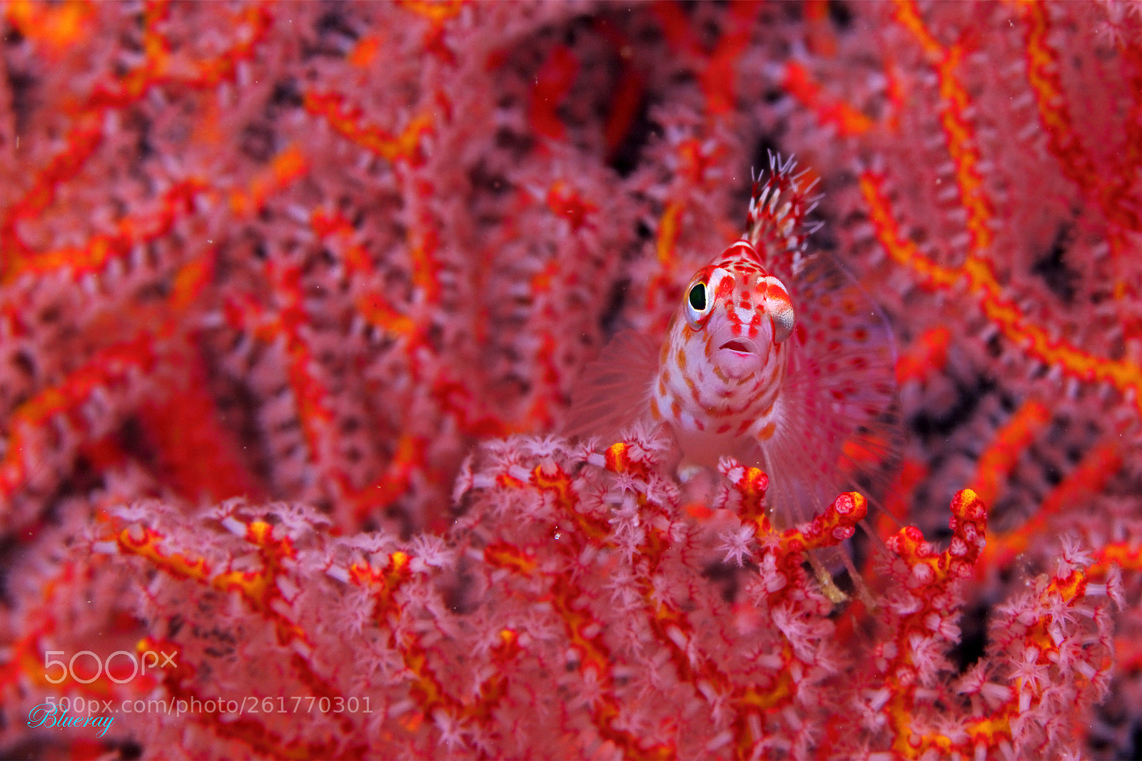Canon EOS 5D Mark II sample photo. Hawkfish photography