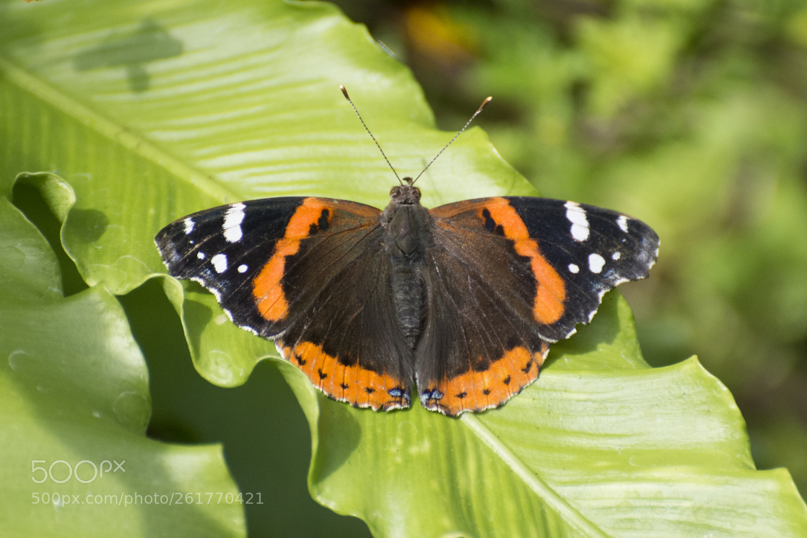 Nikon D7200 sample photo. Butterfly 2018-46 photography