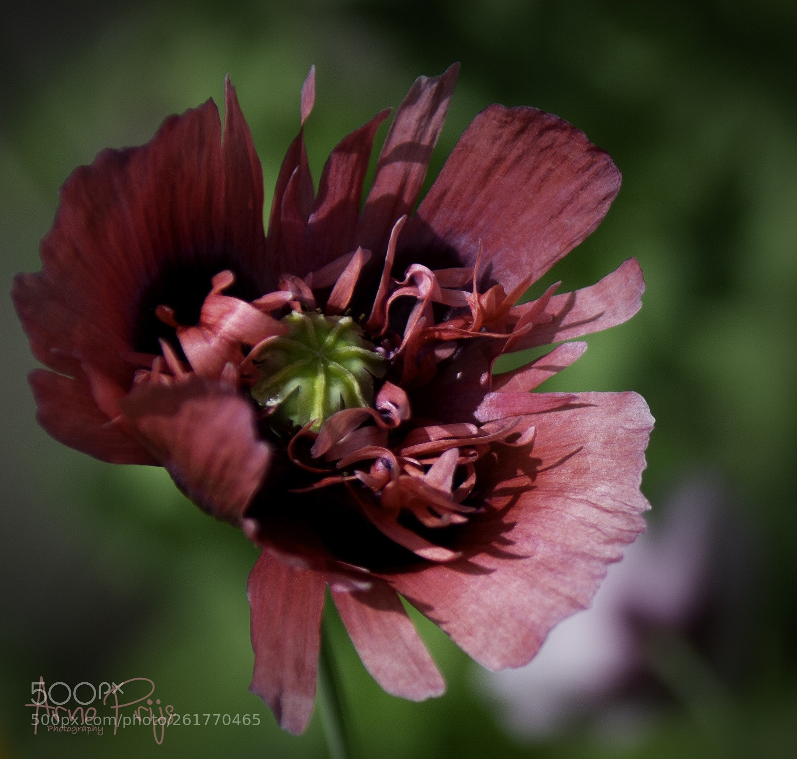 Nikon D7100 sample photo. Red...... photography