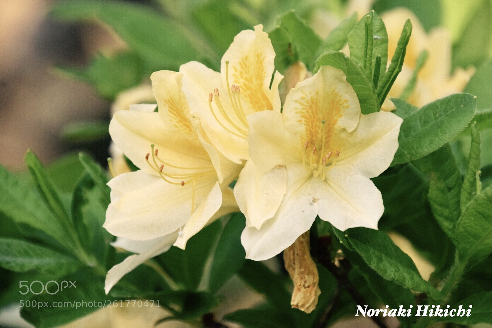 Nikon D5300 sample photo. Untitled photography