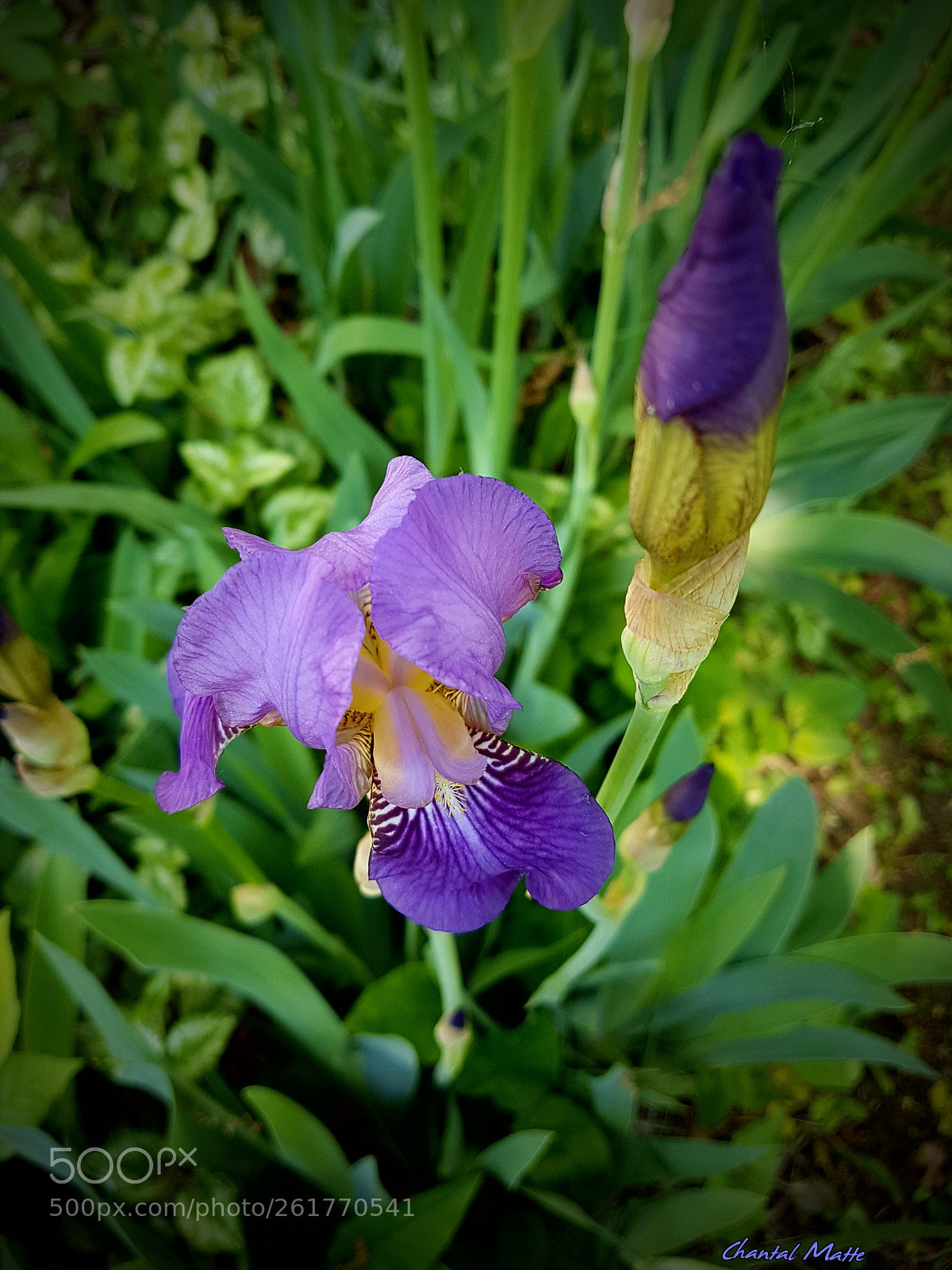 Samsung Galaxy S7 sample photo. Iris photography