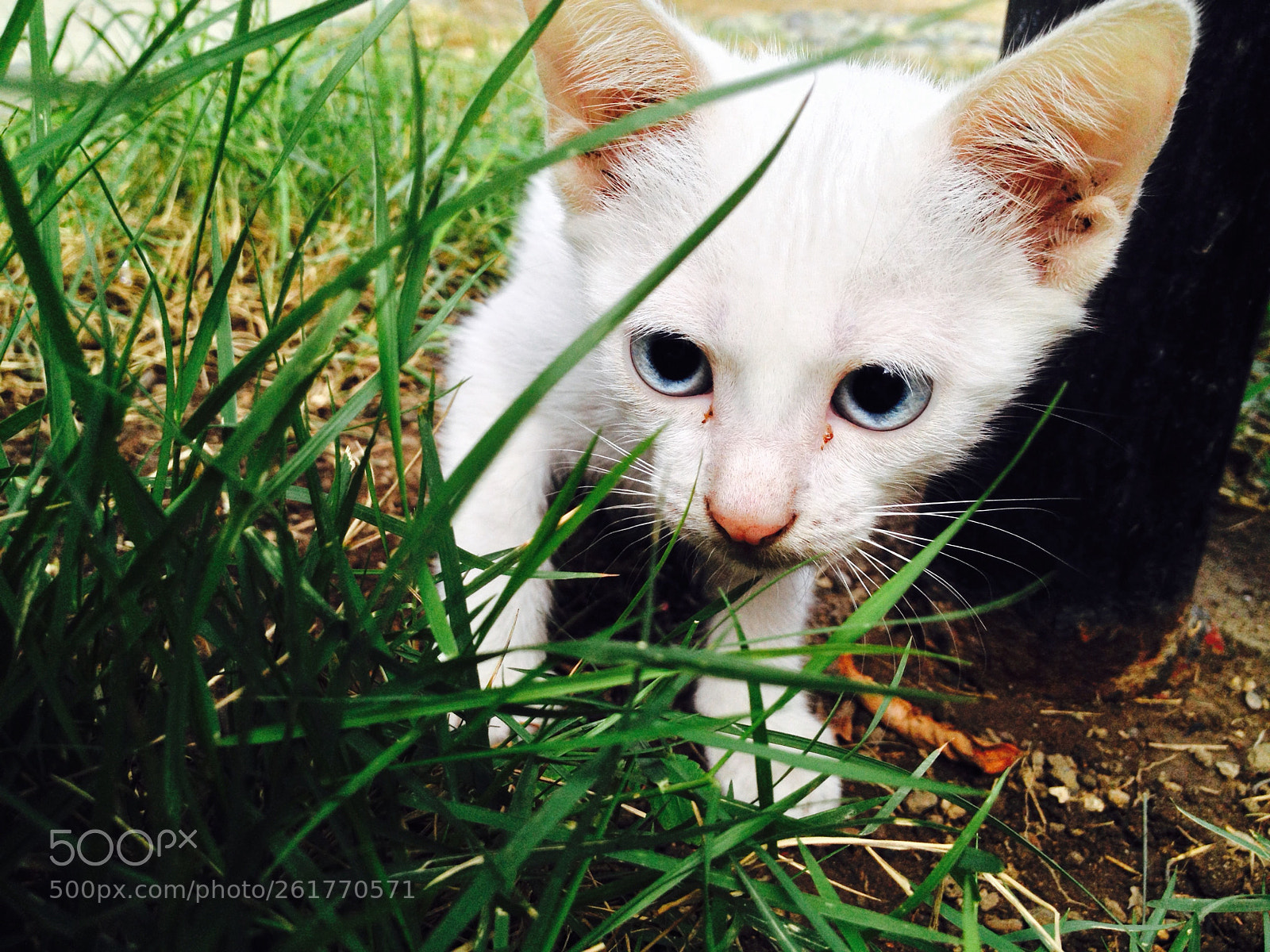 Apple iPhone 4S sample photo. Lil hunter photography