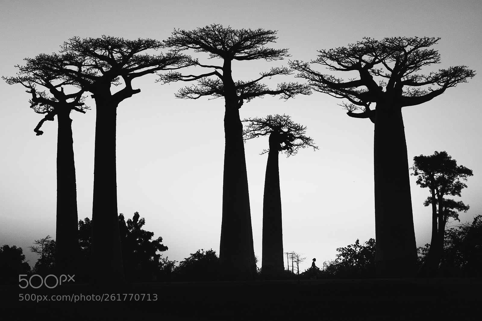 Leica SL (Typ 601) sample photo. Morondava photography