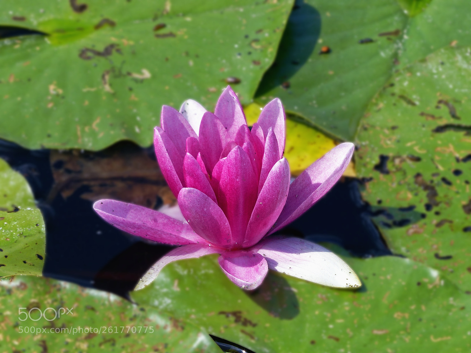 Panasonic Lumix DMC-FZ200 sample photo. Red beauty among dirty photography