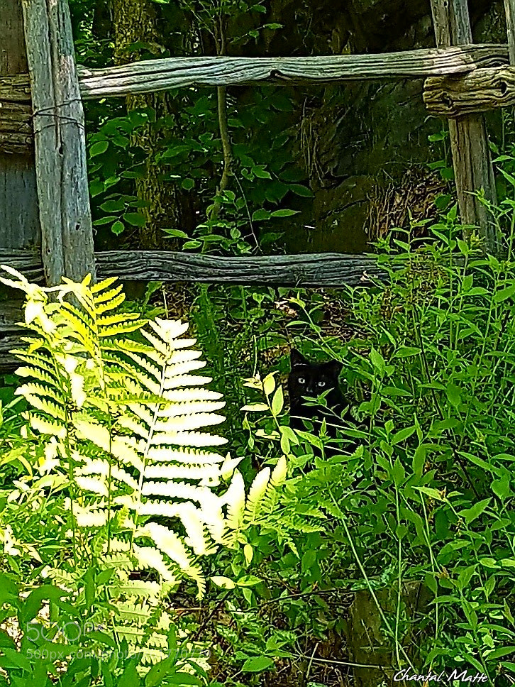 Samsung Galaxy S7 sample photo. Who is there??? photography