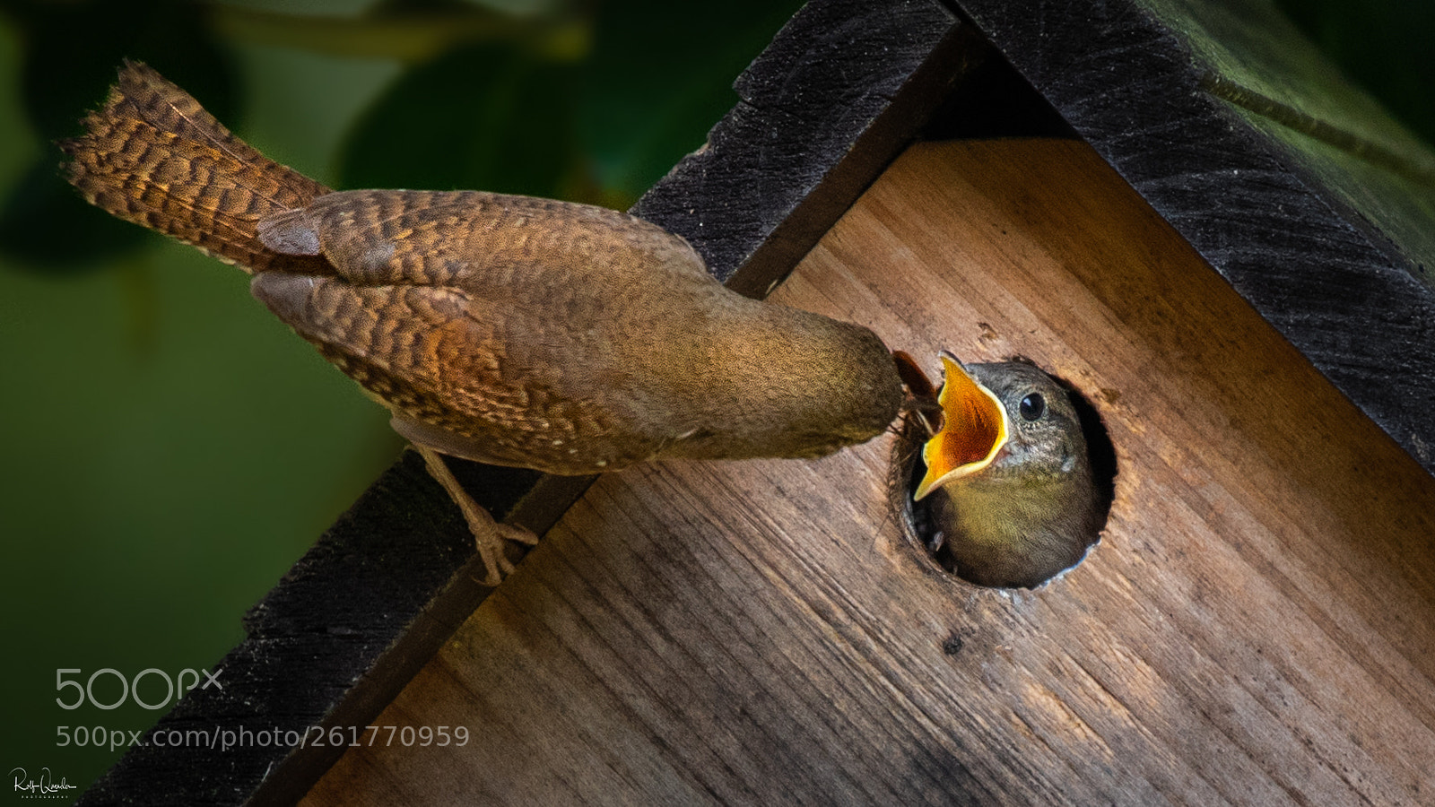 Nikon D750 sample photo. Wren feeding time photography