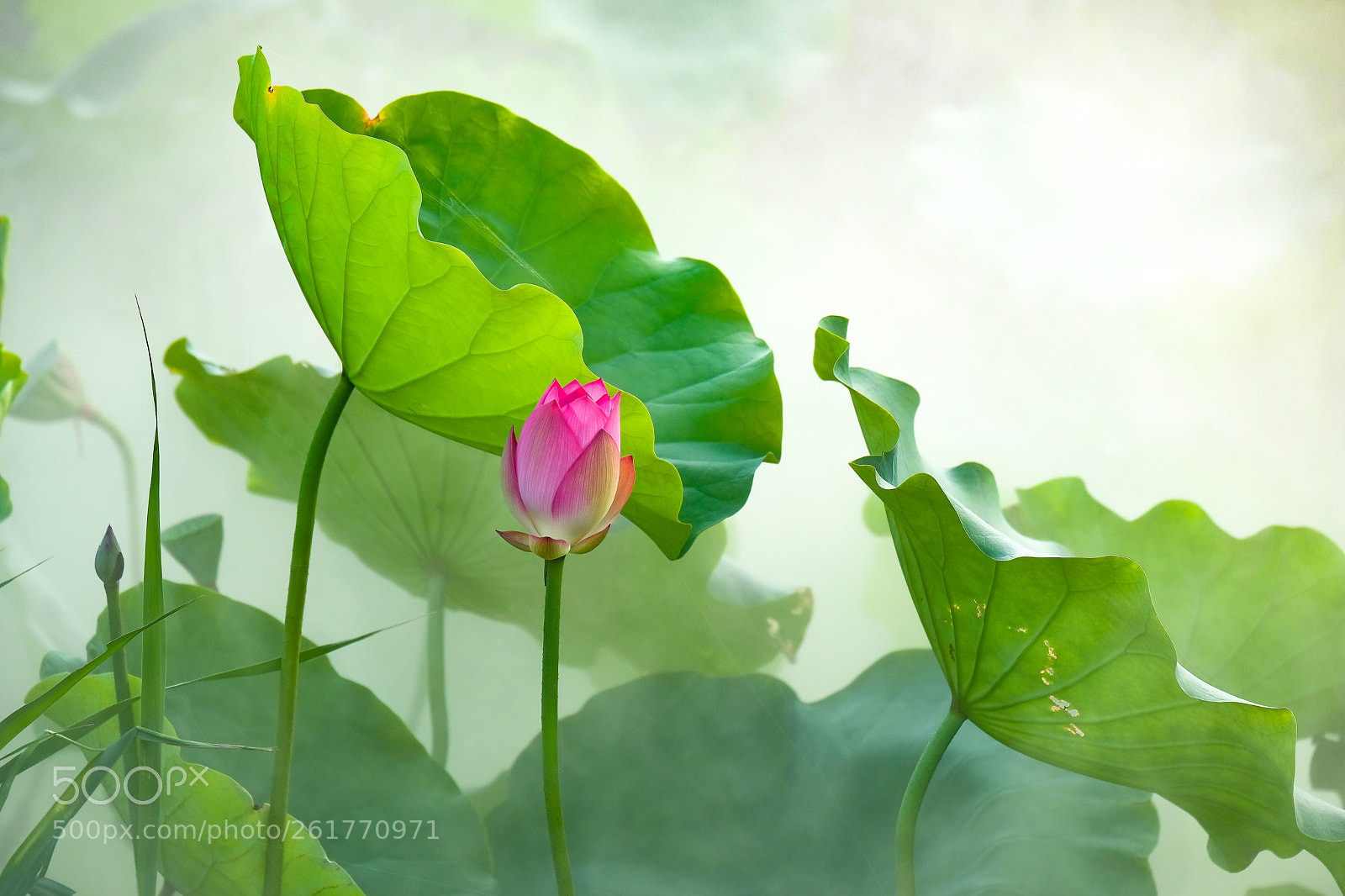 Fujifilm X-H1 sample photo. Morning lotus photography
