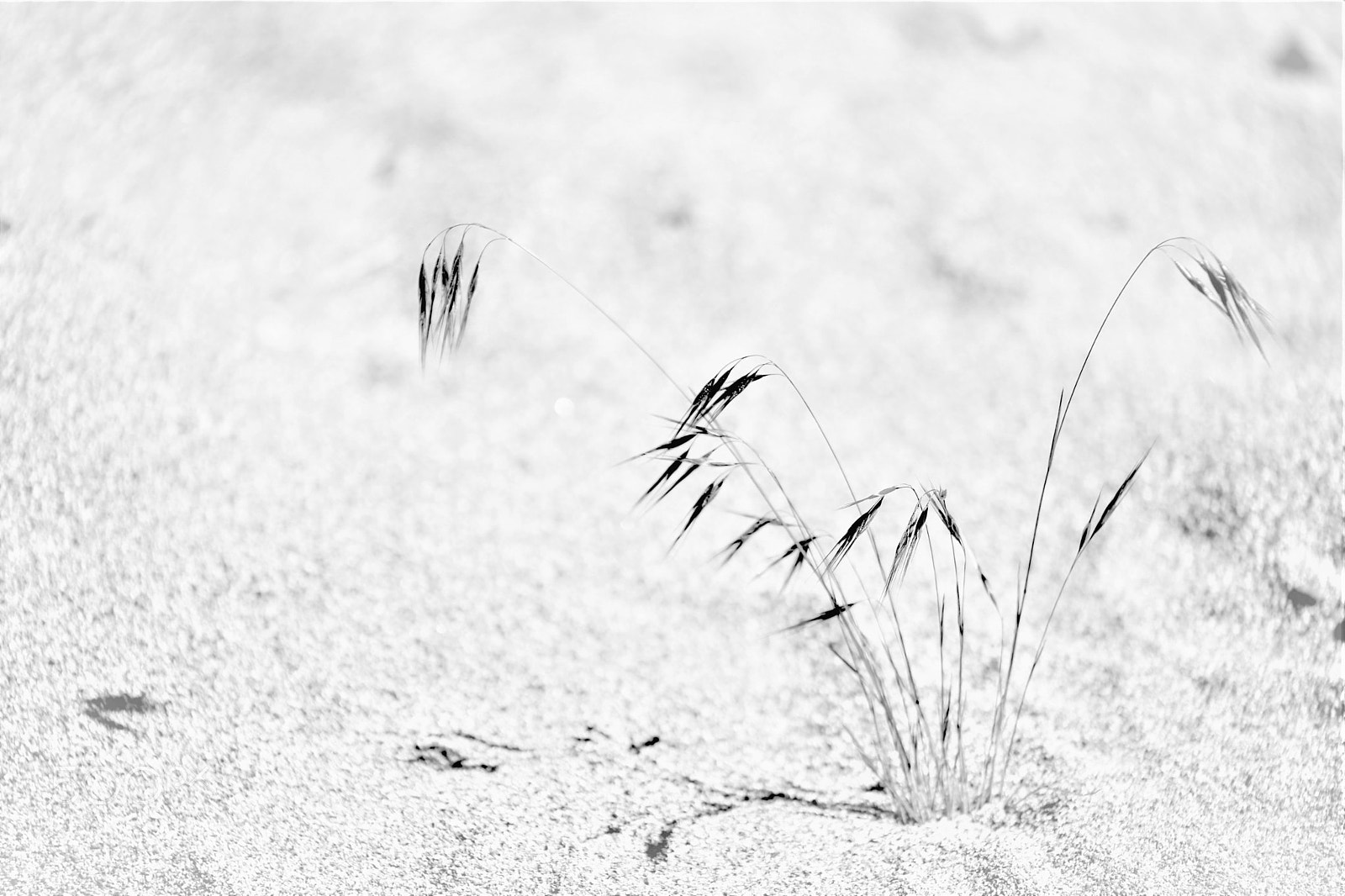 Canon EOS 6D Mark II sample photo. Lonely but strong -- photography