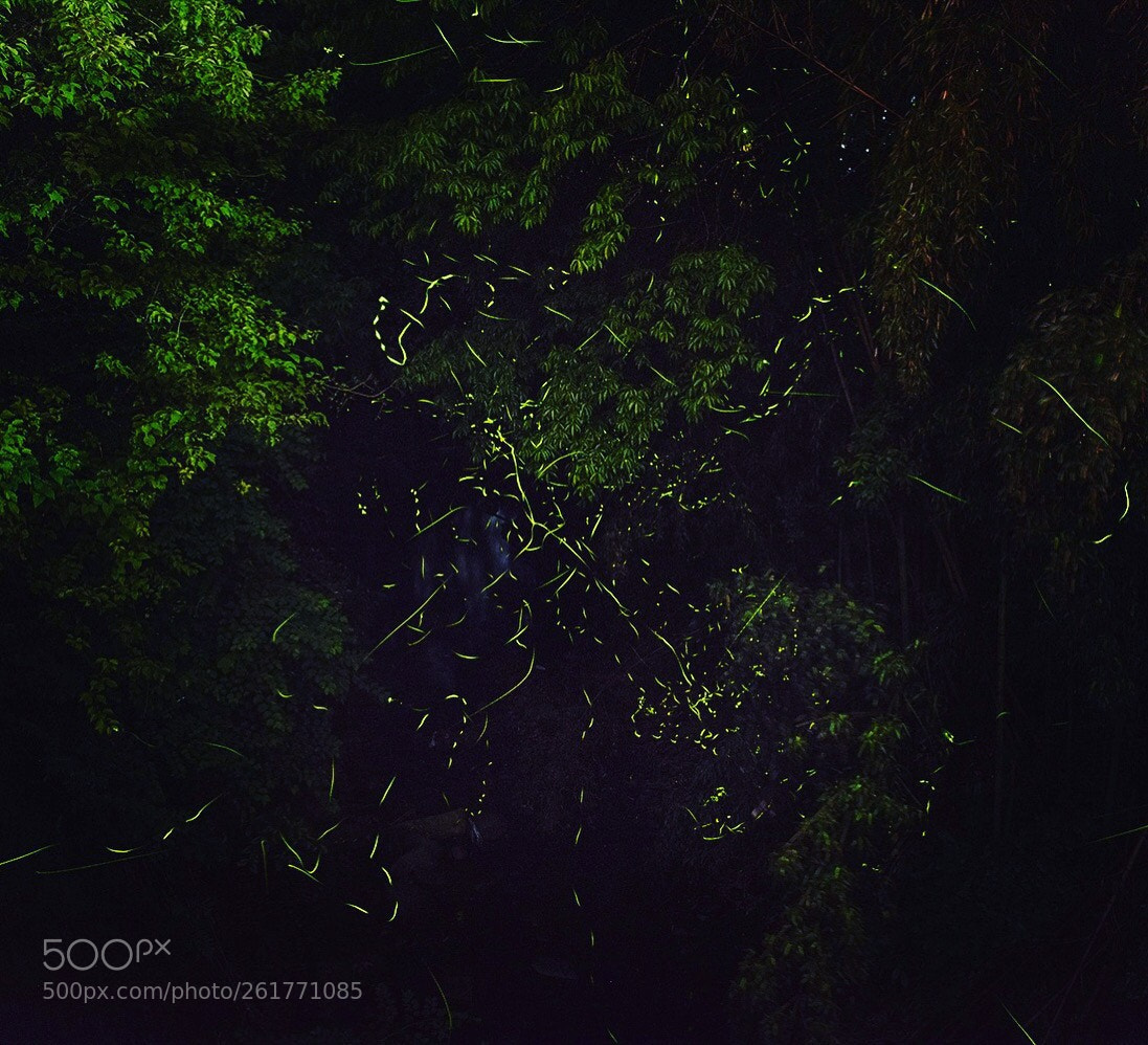 Nikon D5600 sample photo. Light trace photography