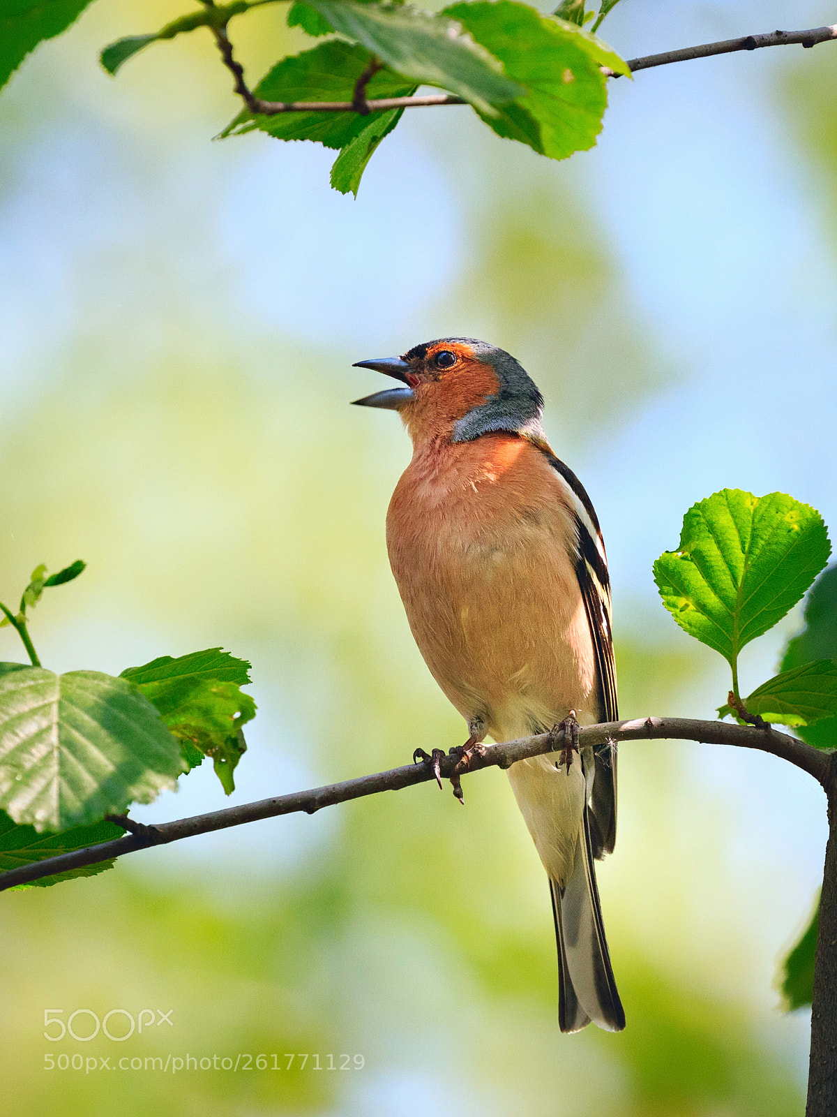 Canon EOS 7D Mark II sample photo. Chaffinch photography