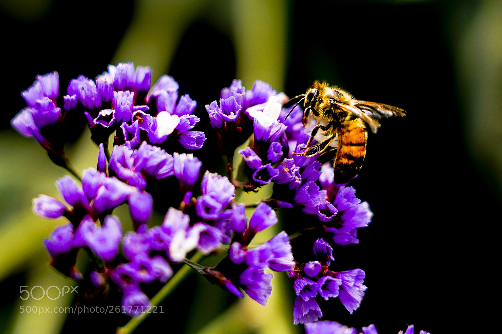 Sony a7R III sample photo. Bee getting nectar on photography