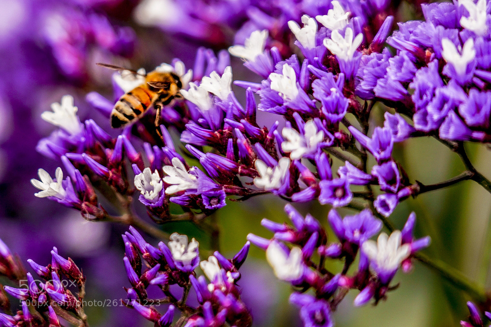 Sony a7R III sample photo. Bee getting nectar on photography