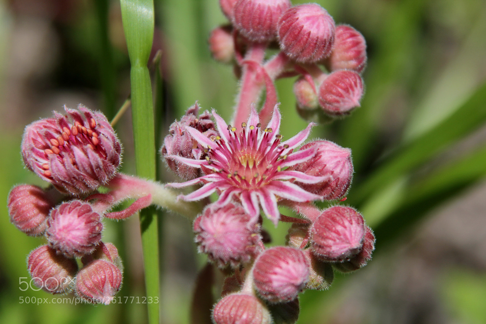 Tamron AF 28-300mm F3.5-6.3 XR Di VC LD Aspherical (IF) Macro sample photo. Untitled photography