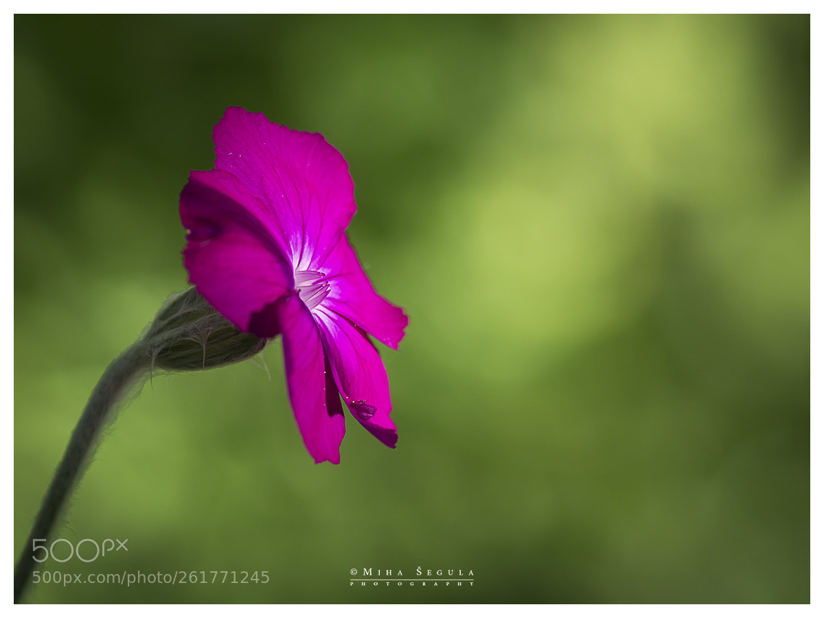 Nikon D7100 sample photo. (690) photography