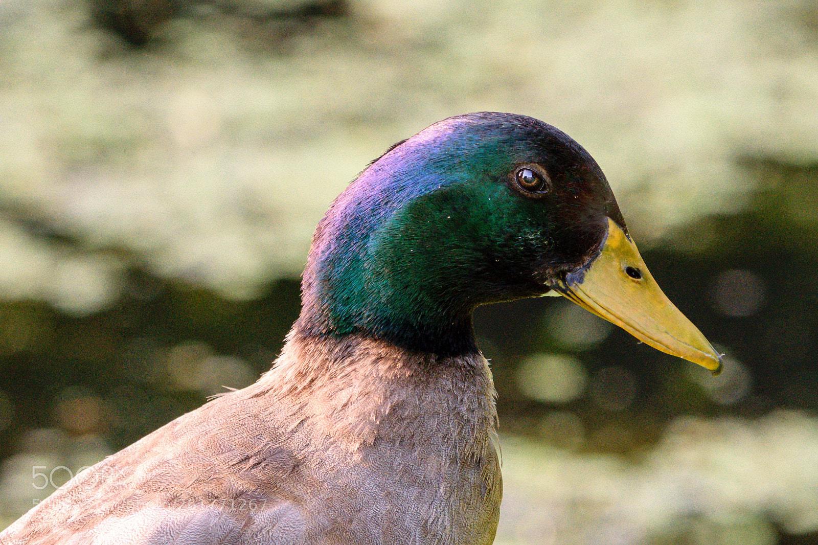 Nikon D5300 sample photo. Duck photography