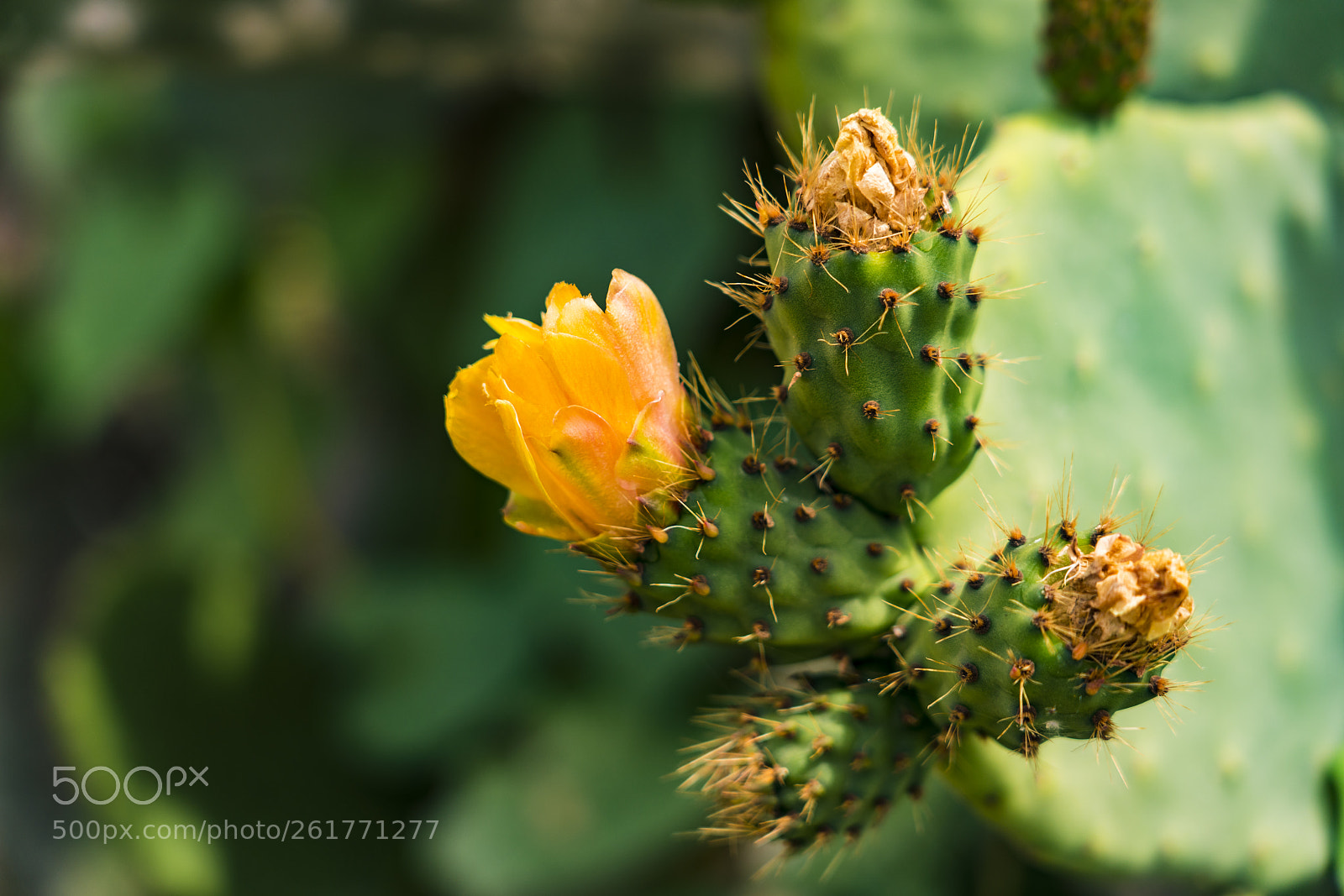 Sony a7R III sample photo. Cactus flowers macro, sacred photography