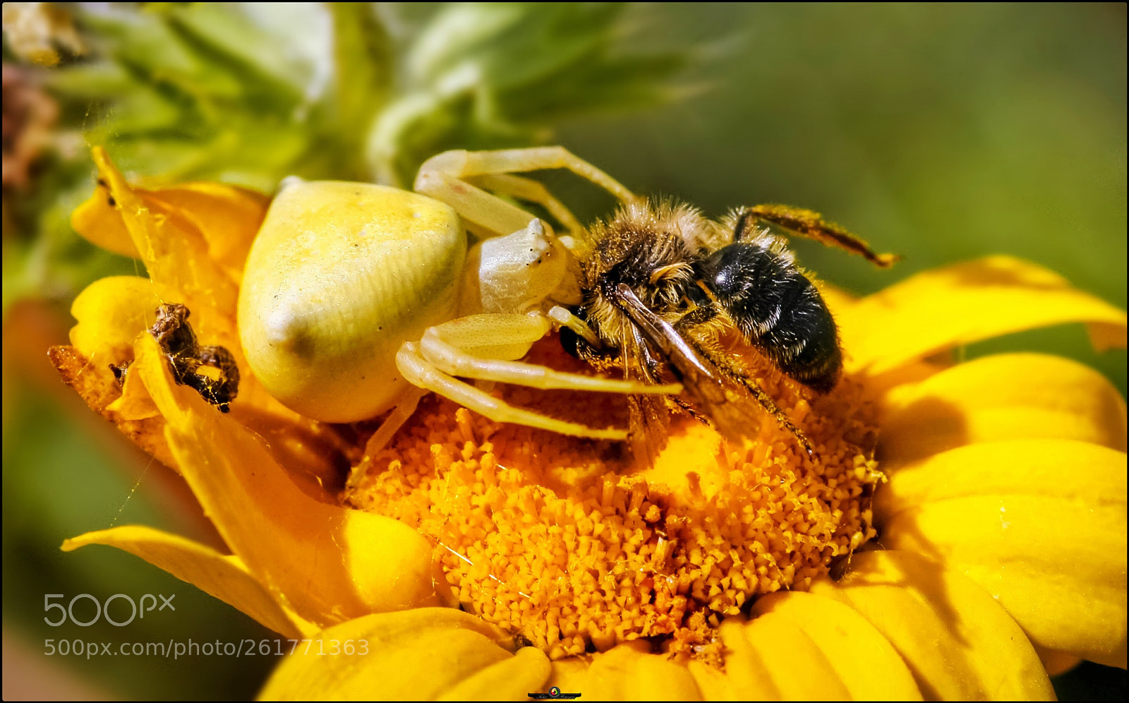 Canon EOS 40D sample photo. Spider killer photography