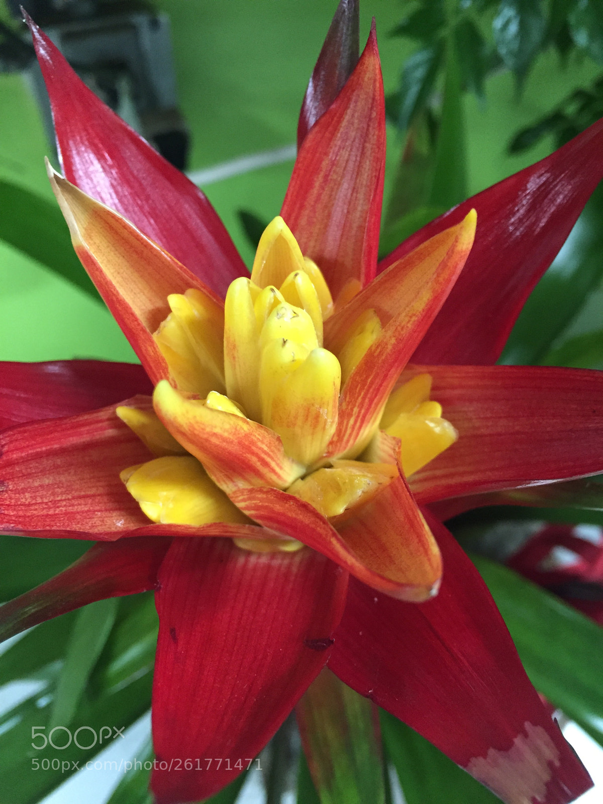Apple iPhone 6 Plus sample photo. Today’s flower ?  photography