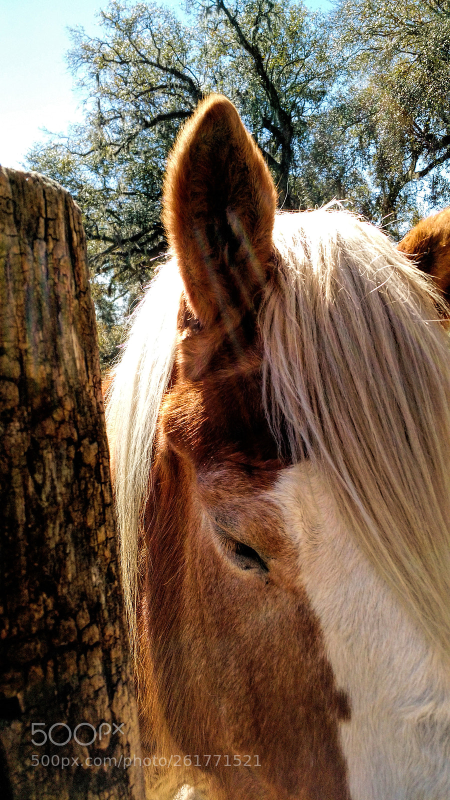 Motorola Moto X (2nd Gen) sample photo. Sunlit horse photography