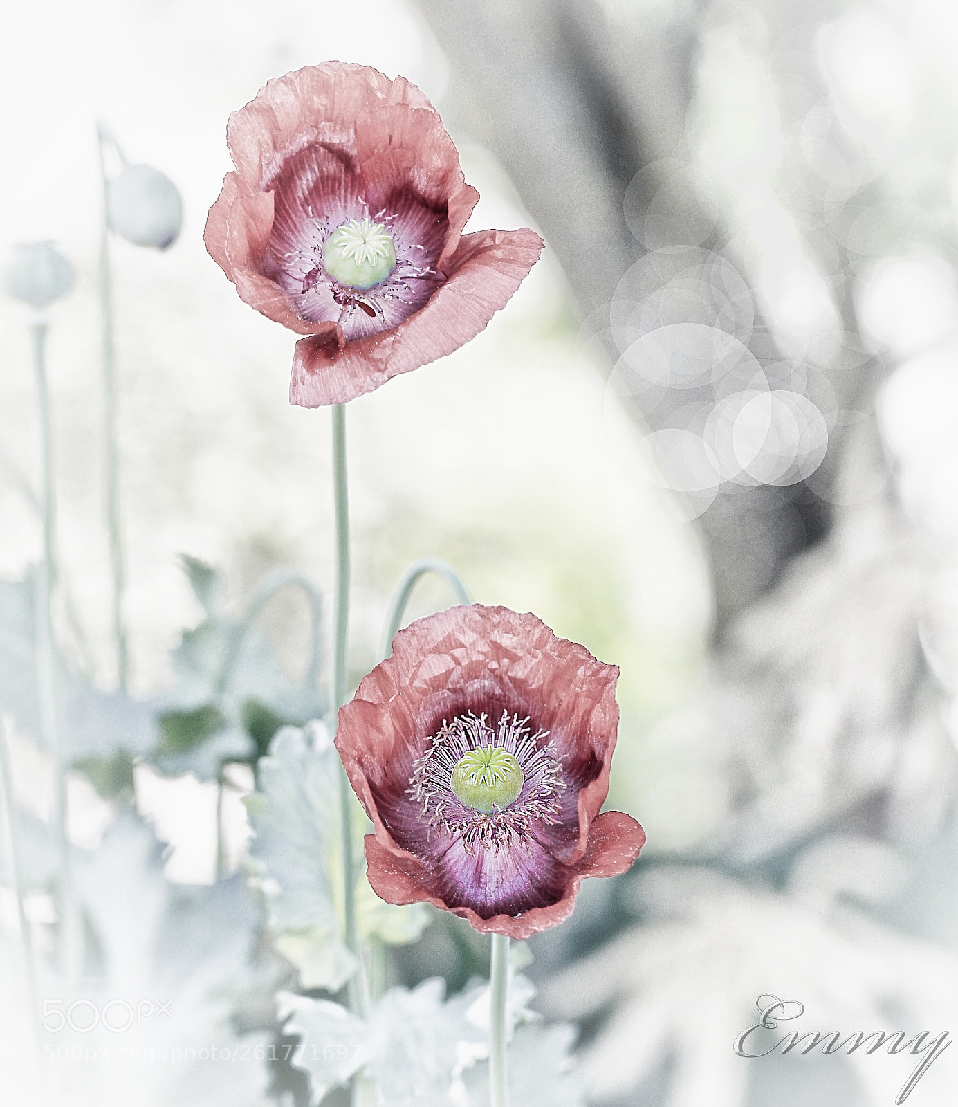 Canon EOS 7D sample photo. I have a dream photography