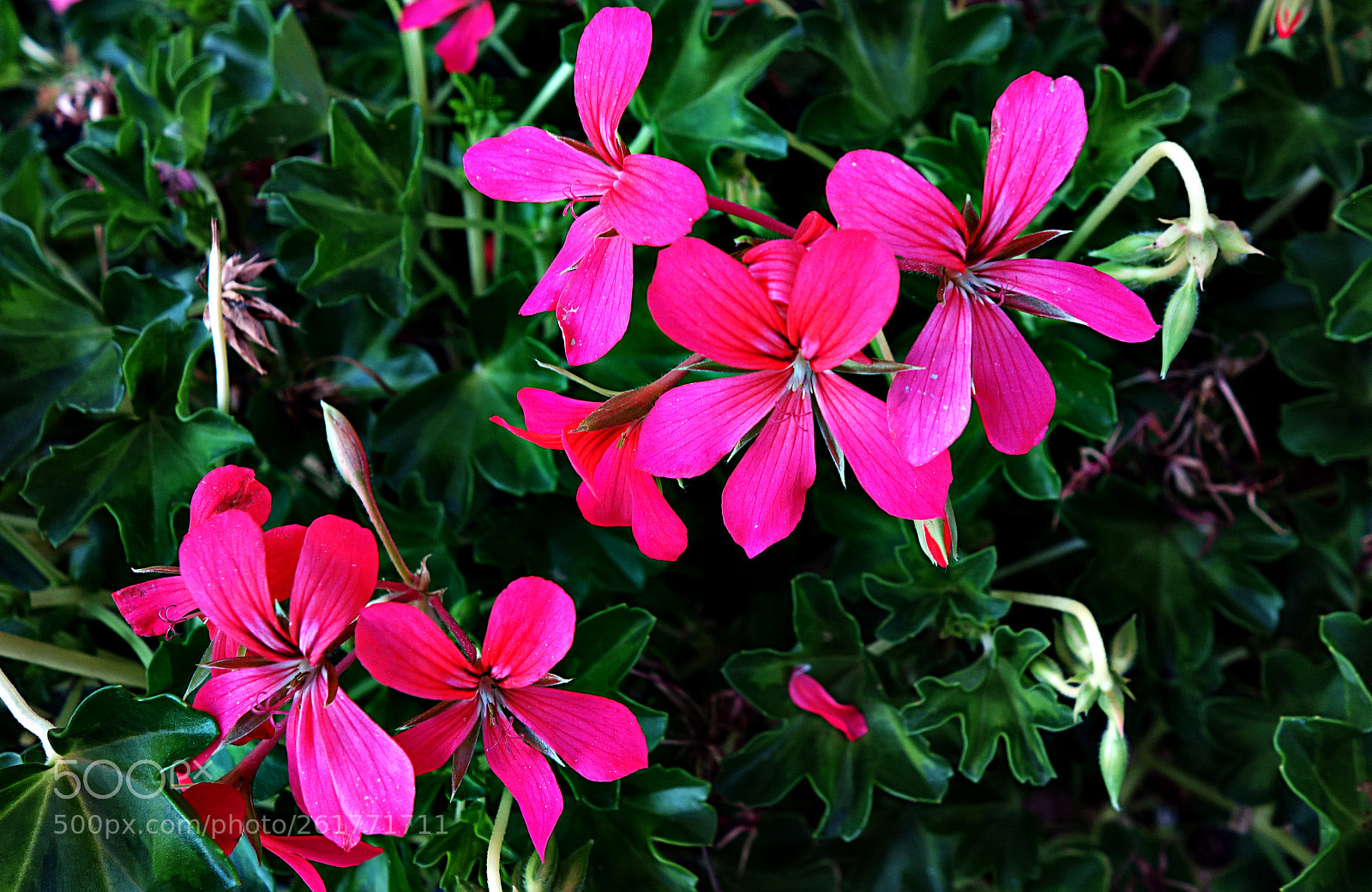 Sony Cyber-shot DSC-RX100 sample photo. Copia photography