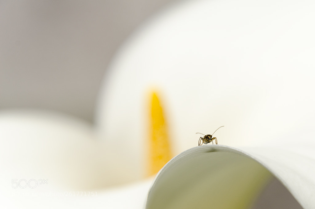 Nikon D5100 sample photo. Esta planta es m photography