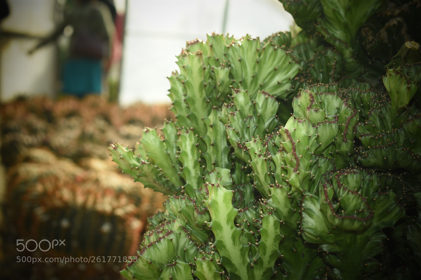 Nikon D5500 sample photo. Untitled photography