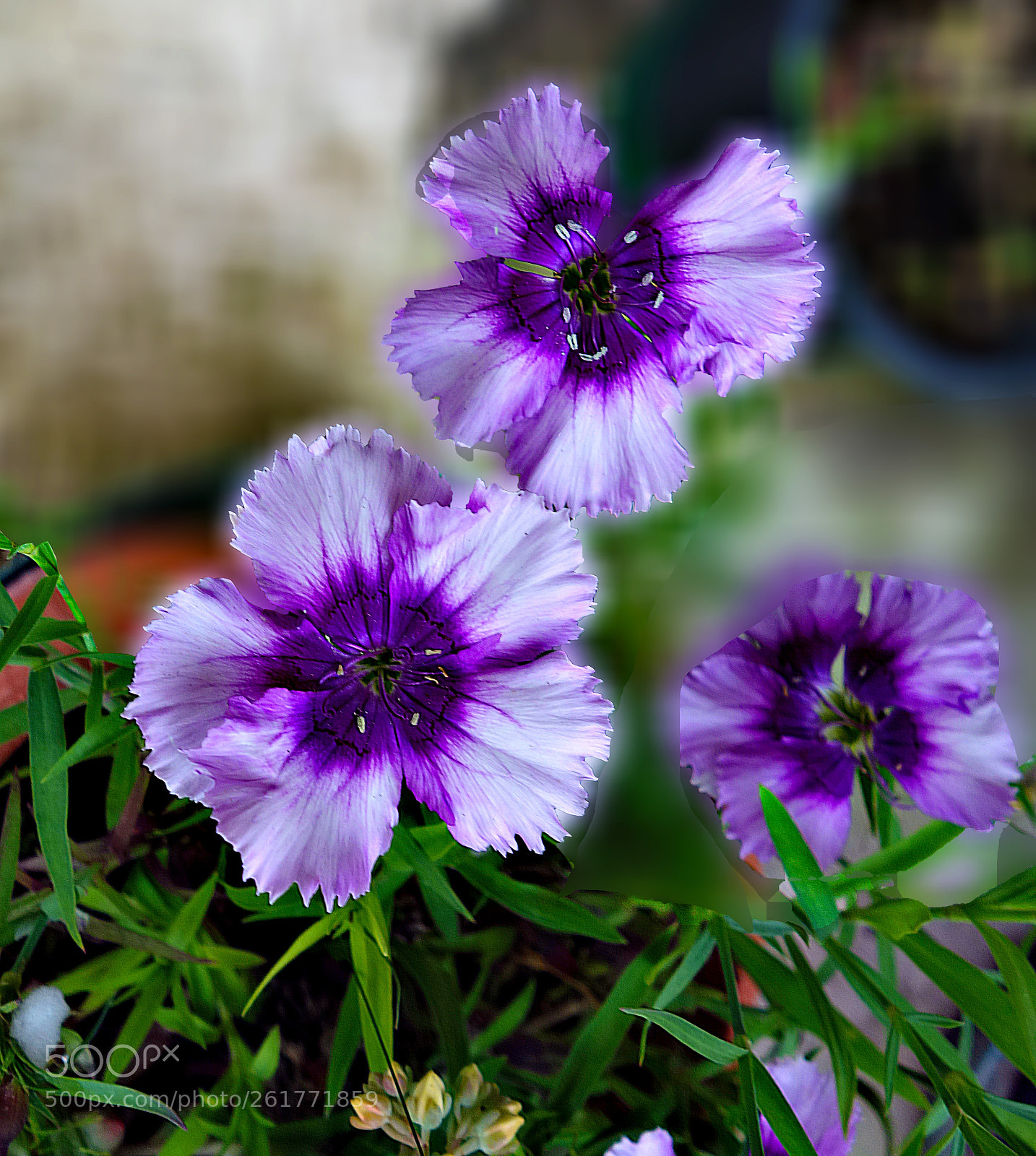 Sony Cyber-shot DSC-RX100 sample photo. Copia photography