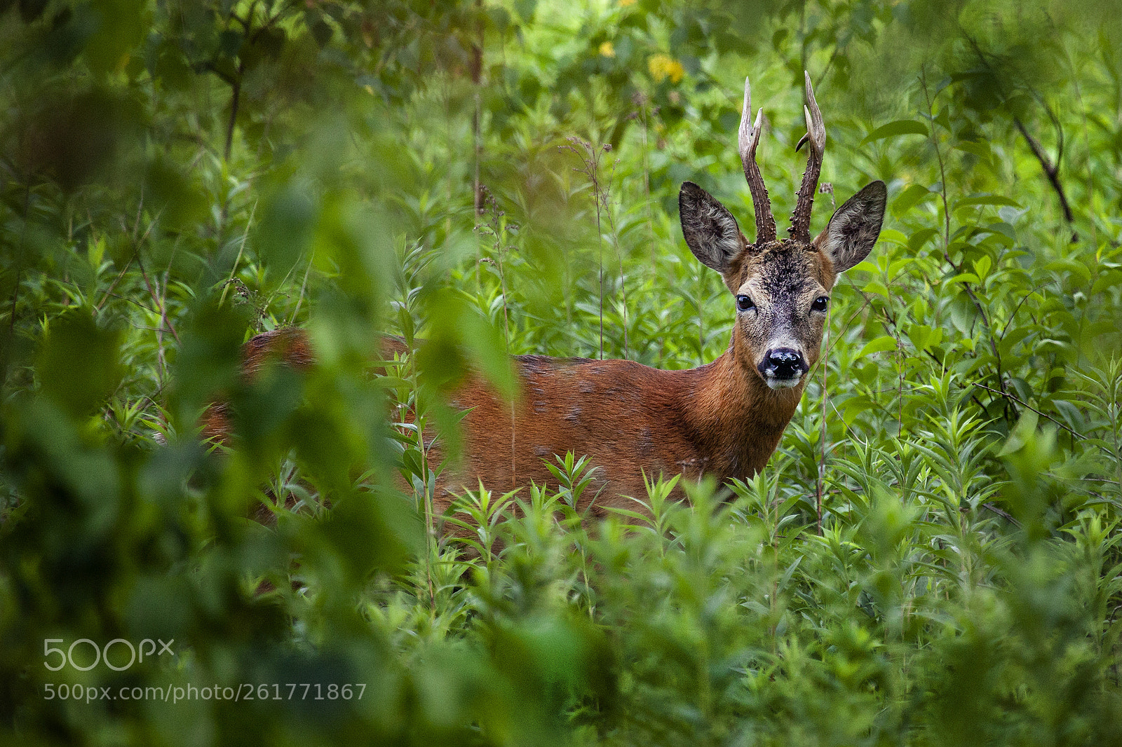 Canon EOS 5D Mark II sample photo. Roe-deer photography