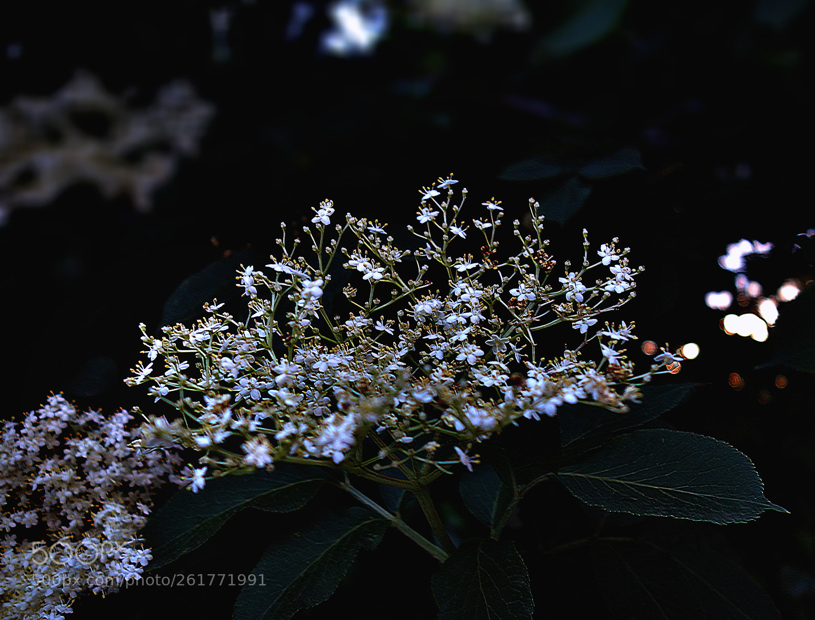 Sony Cyber-shot DSC-RX100 sample photo. Copia photography