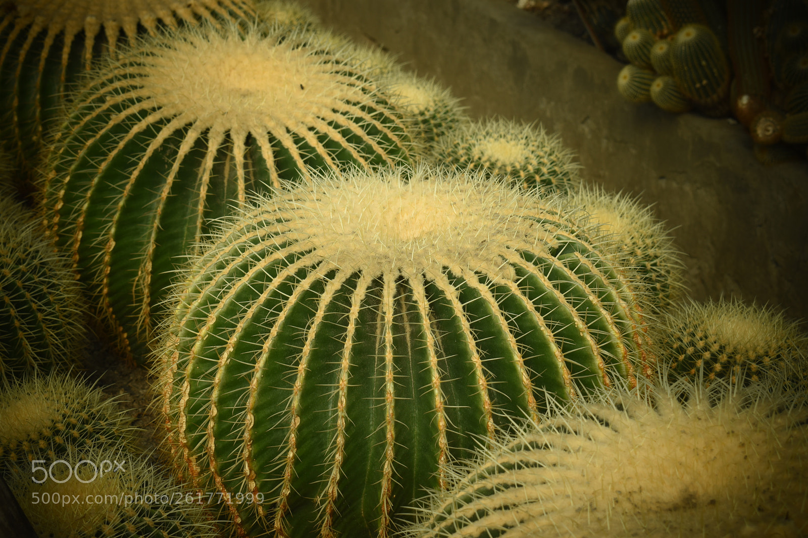 Nikon D5500 sample photo. Untitled photography