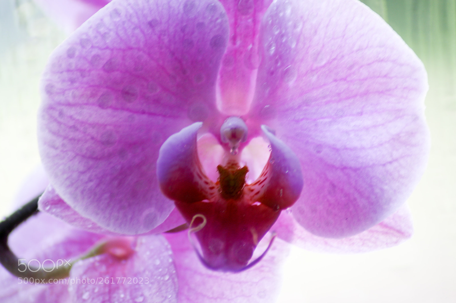 Canon EOS 70D sample photo. Orchidee photography