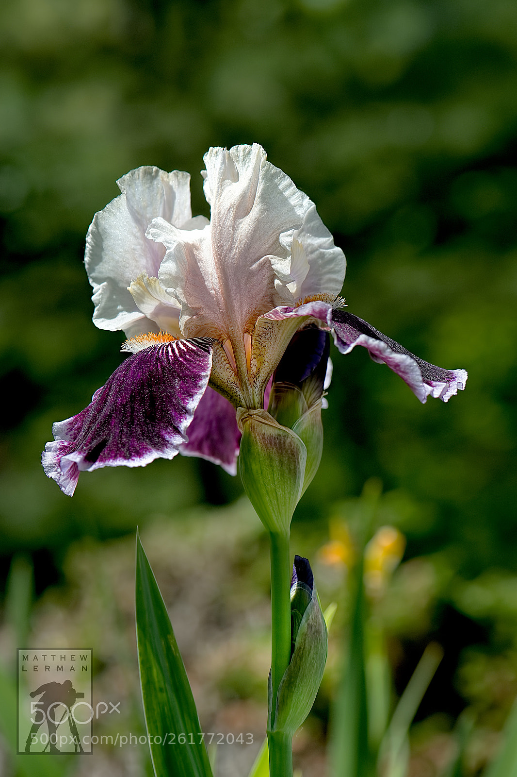 Nikon D800E sample photo. Springtime 1828 photography