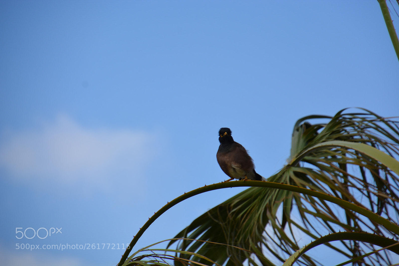 Nikon D7100 sample photo. Sharon beach - herzliya photography
