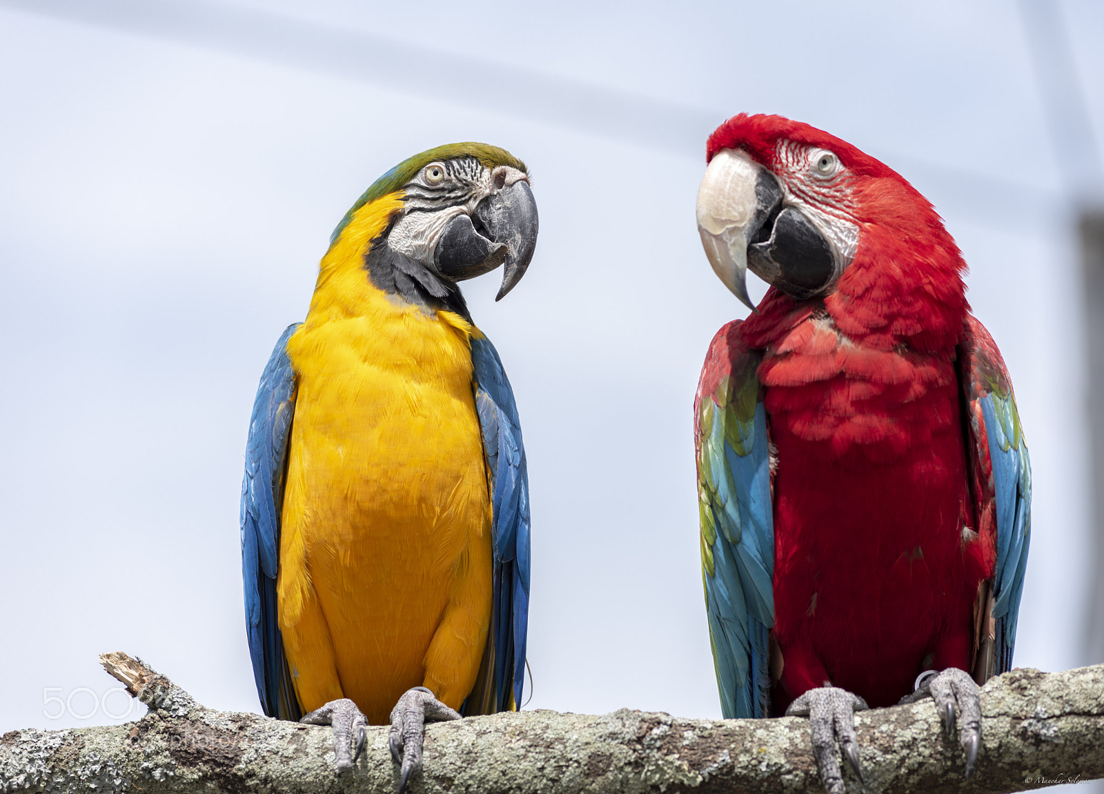 Nikon D810 sample photo. Blue-and-yellow macaw + red-and-green macaw photography