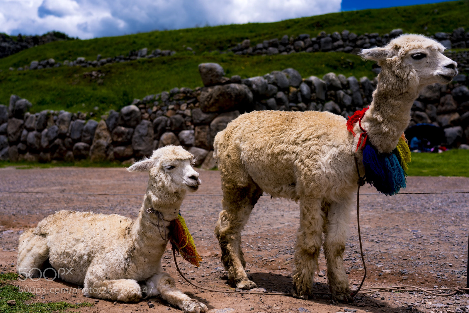 Sony a7R III sample photo. Llama eating food, closeup photography