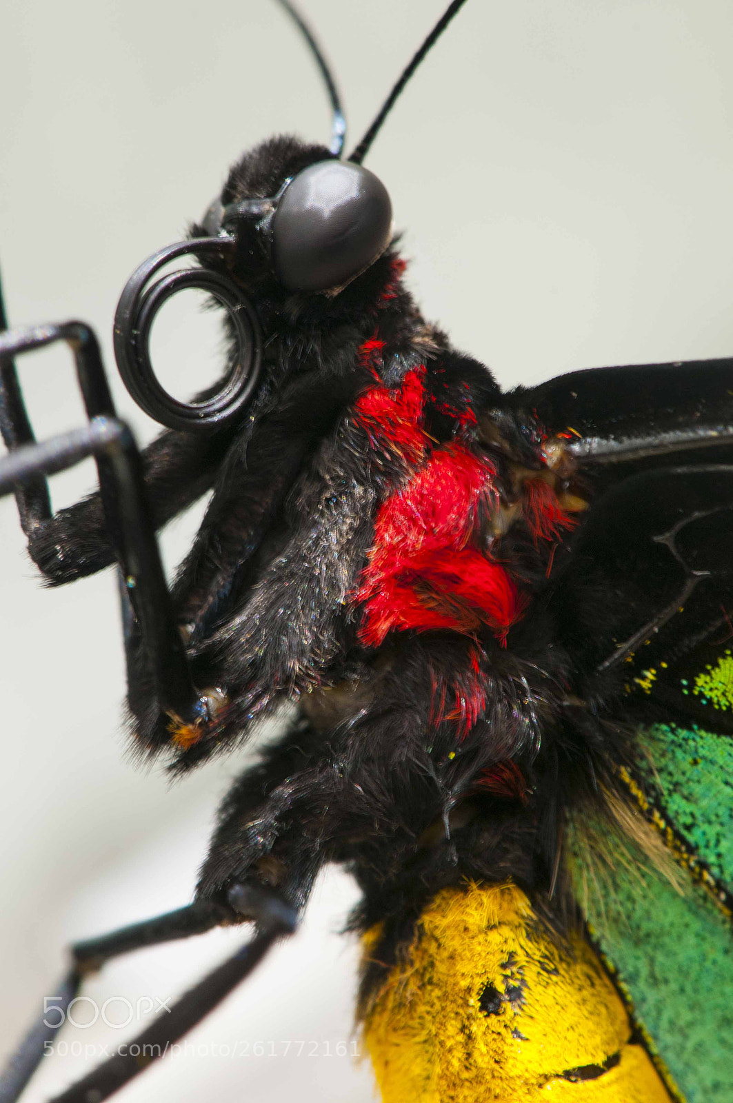 Nikon D300 sample photo. New guinea birdwing photography
