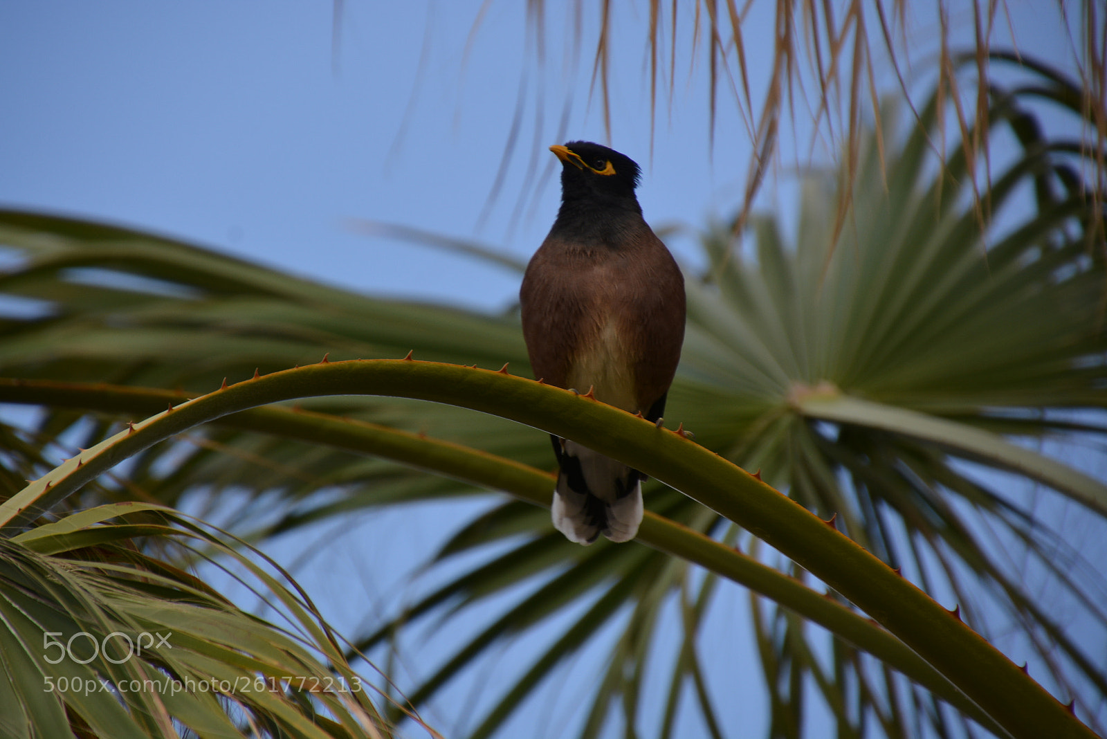 Nikon D7100 sample photo. Sharon beach - herzliya photography