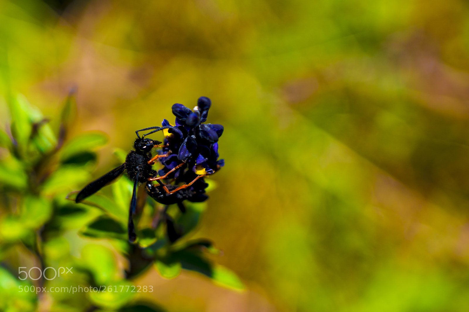 Sony a7R III sample photo. Black wasp with orange photography