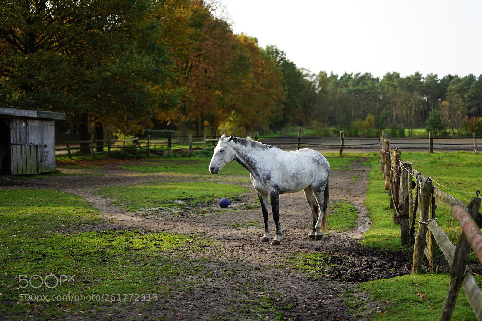 Sony a7 II sample photo. Einsames pferd photography