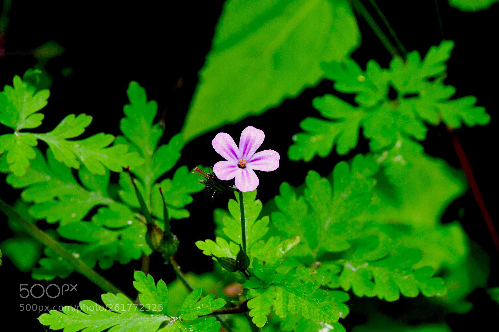 Nikon D7500 sample photo. Watkins glen flower  photography