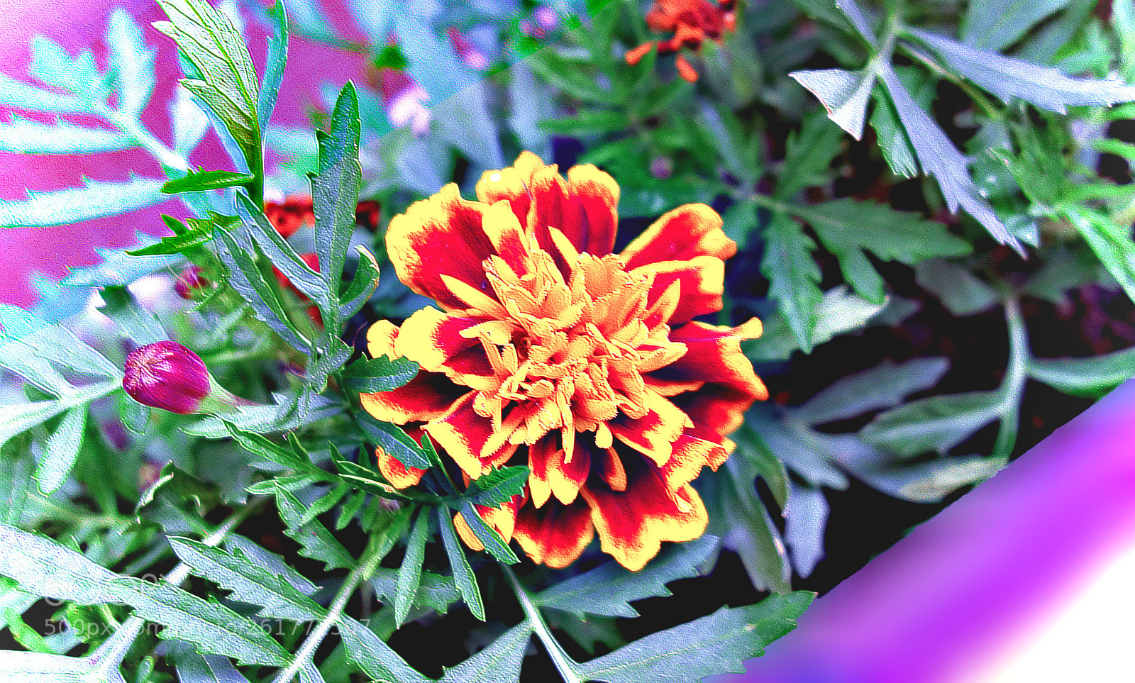 Sony Cyber-shot DSC-RX100 sample photo. Copia photography