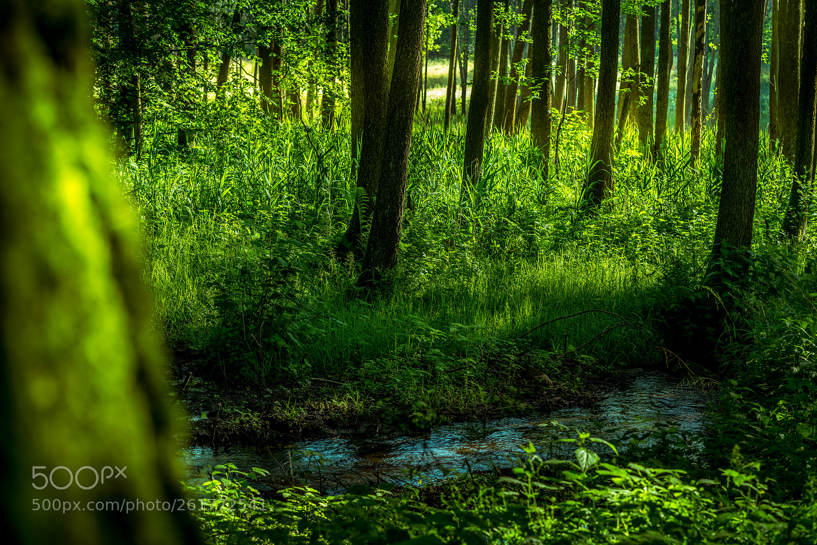 Sony a7R III sample photo. Wet forest photography