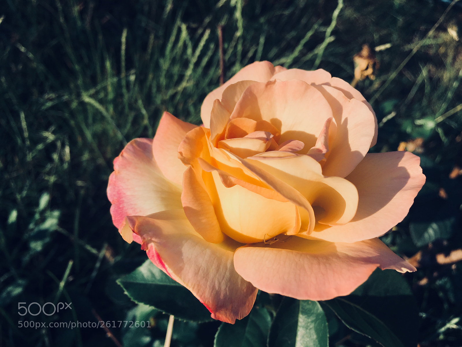 Apple iPhone 6s sample photo. Rose? photography