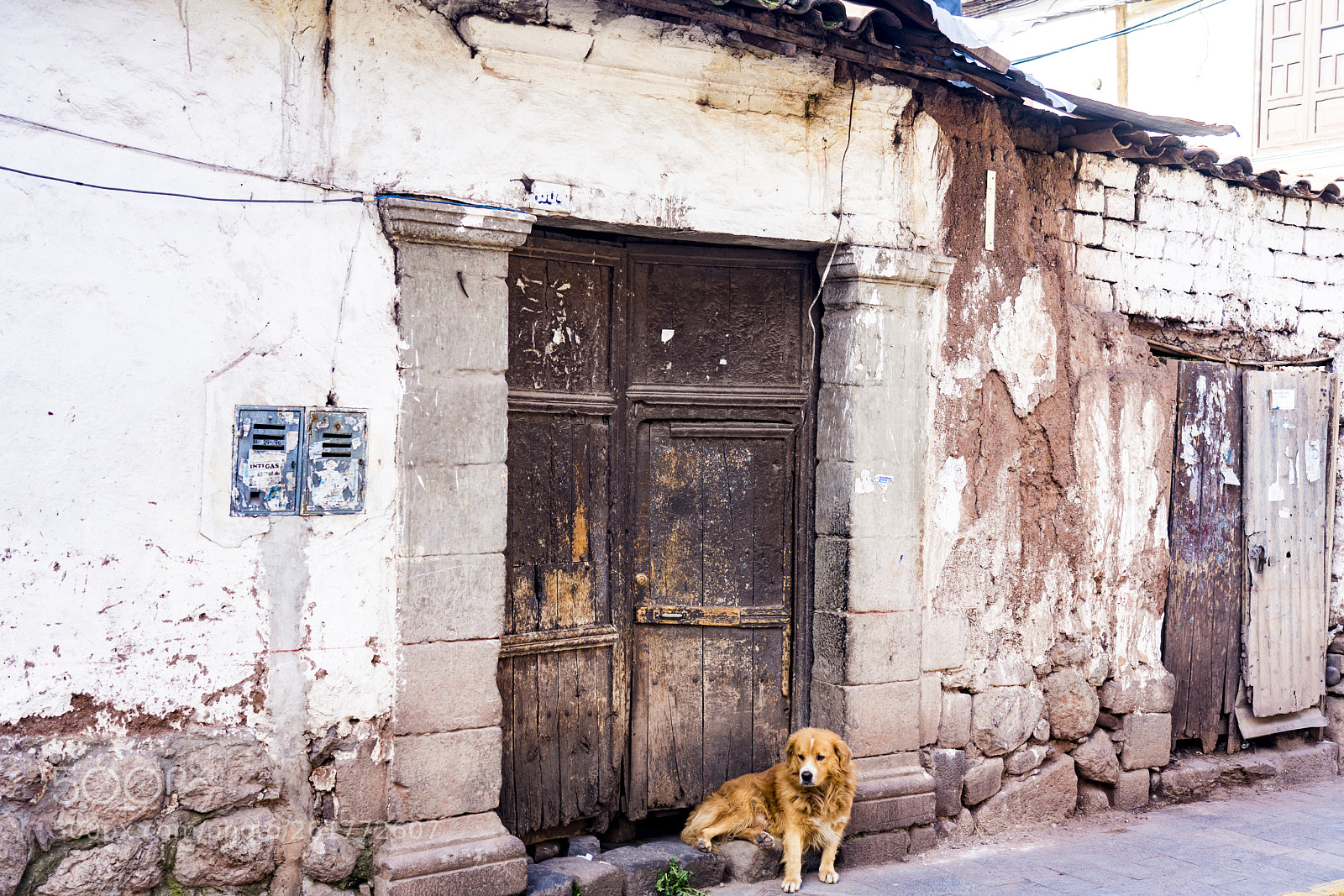 Sony a7R III sample photo. Street dog on the photography