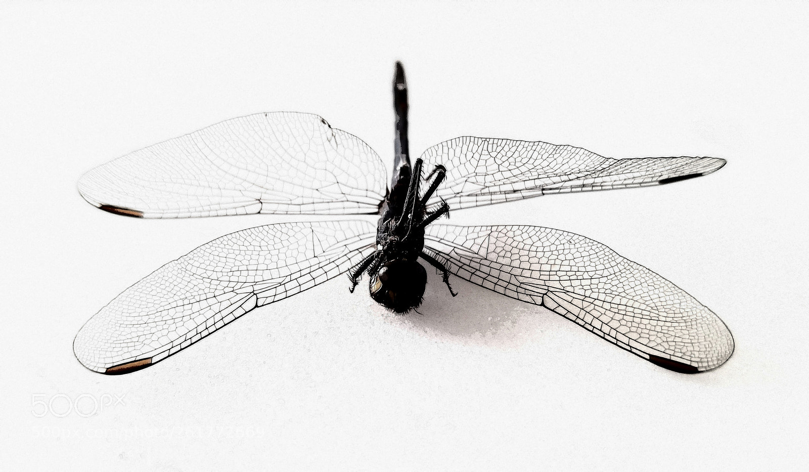 Samsung Galaxy S8+ sample photo. Wings #dragonbaitandjellyfish #aphoracoachhomes #dragonfly photography